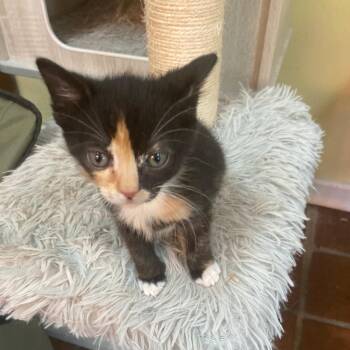 Rescue Domestic Short Hair Cats for Adoption in Philadelphia, Pennsylvania - Treasure | PetCurious