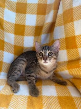Carla -  Domestic Short Hair and Tabby Cat for Adoption in Pompano Beach, Florida - Carla | PetCurious