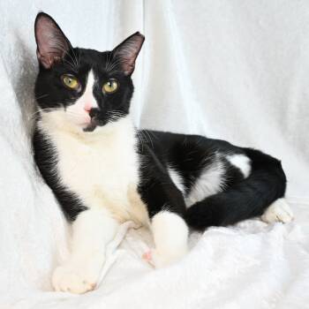 Rescue Domestic Short Hair Cats for Adoption in Mobile, Alabama - Caleb | PetCurious