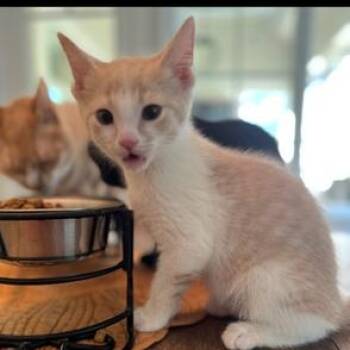 Domestic Short Hair Cats Available for Adoption in Richmond, Virginia - Goose | PetCurious