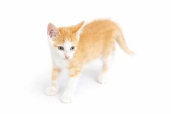 Baxter -  Domestic Short Hair Cat for Adoption in Wilkesboro, North Carolina - Baxter | PetCurious