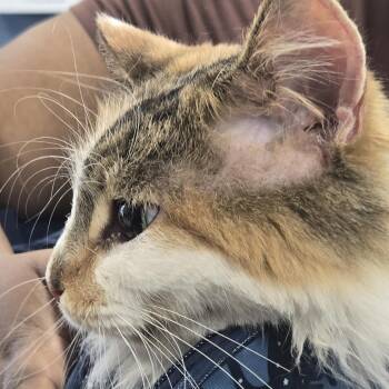 Sprinkles -  Domestic Short Hair Cat for Adoption in Newark, New Jersey - Sprinkles | PetCurious