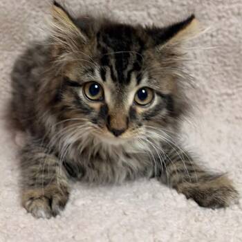 Junior -  Domestic Long Hair Cat for Adoption in Waterloo, Iowa - Junior | PetCurious