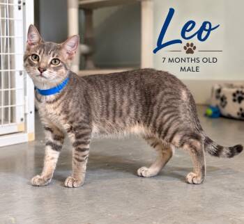 Leo -  Domestic Short Hair Cat for Adoption in Kingsland, Georgia - Leo | PetCurious