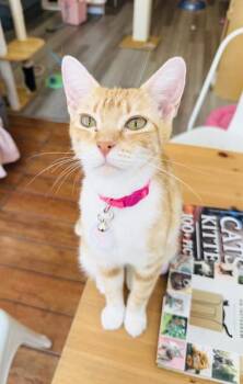 Marmie (Pounce Cat Cafe) -  Domestic Short Hair Cat for Adoption in Savannah, Georgia - Marmie (Pounce Cat Cafe) | PetCurious