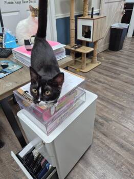 Off Ramp -  Domestic Short Hair Cat for Adoption in Rome, Georgia - Off Ramp | PetCurious