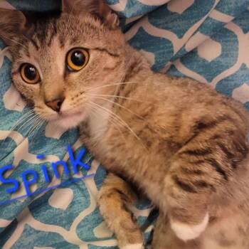Domestic Short Hair Cats Available for Adoption in Granville, Ohio - Miss Spink | PetCurious