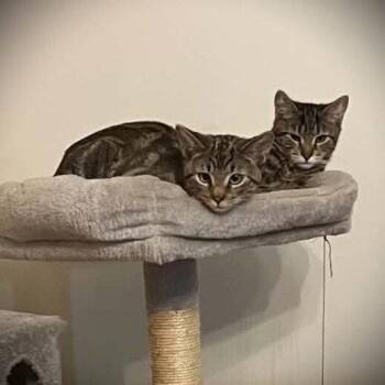 Kennet -  Domestic Short Hair Cat for Adoption in Candler, North Carolina - Kennet | PetCurious