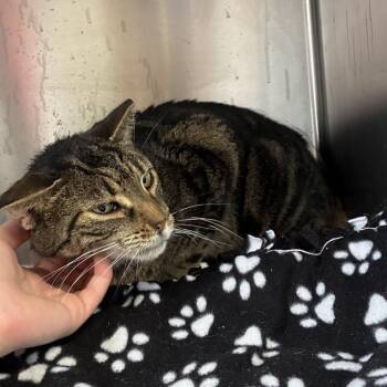 Domestic Short Hair Cats Available for Adoption in Buffalo, New York - Crunch | PetCurious