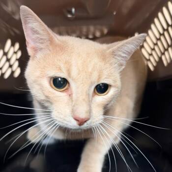 Pecan -  Domestic Short Hair Cat for Adoption in Birmingham, Alabama - Pecan | PetCurious