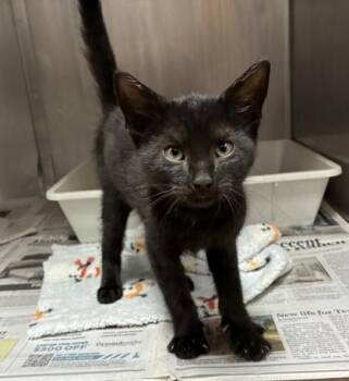 Velour -  Domestic Short Hair Cat for Adoption in San Antonio, Texas - Velour | PetCurious