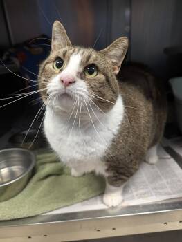 Rescue Domestic Short Hair and Tiger Cats for Adoption - Mrs. Schnitzel | PetCurious