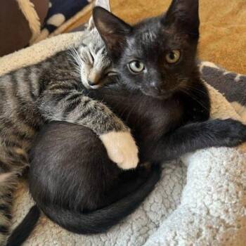 Luke Duke -  Domestic Short Hair Cat for Adoption in Tampa, Florida - Luke Duke | PetCurious
