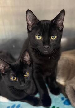 Domestic Short Hair Cats Available for Adoption - Fitz | PetCurious