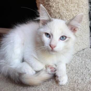 Megan -  Domestic Short Hair Cat for Adoption in Laredo, Texas - Megan | PetCurious