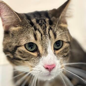 Domestic Short Hair Cats Available for Adoption - Marcel | PetCurious