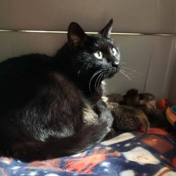Rhea -  Domestic Short Hair Cat for Adoption in Saint Paul, Minnesota - Rhea | PetCurious