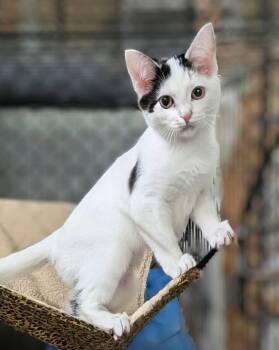 GLORIANA bonded with GLEN -  Domestic Short Hair Cat for Adoption in Delhi, Ontario - GLORIANA Bonded With GLEN | PetCurious