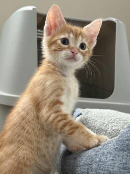 Domestic Short Hair Cats Available for Adoption in Ephrata, Washington - Butterscotch  | PetCurious