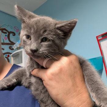 Smokey -  Domestic Medium Hair Cat for Adoption in Jefferson City, Tennessee - Smokey | PetCurious