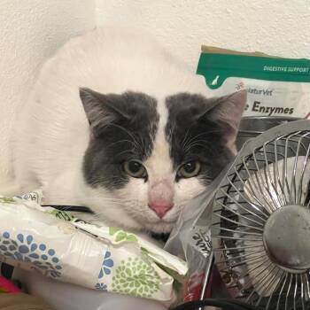 Rescue Domestic Short Hair Cats for Adoption in Coos Bay, Oregon - Jupiter | PetCurious