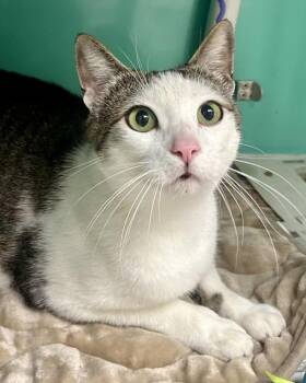 Harvest -  Domestic Short Hair Cat for Adoption in Novato, California - Harvest | PetCurious