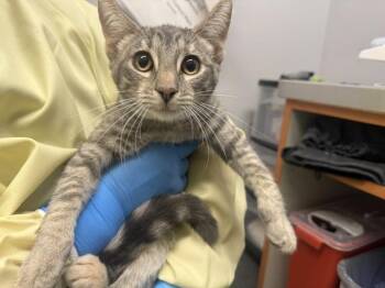 BILLIE -  Domestic Short Hair Cat for Adoption in Kent, Washington - BILLIE | PetCurious