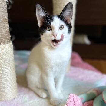 Rescue Domestic Short Hair Cats for Adoption in Norwalk, Connecticut - Bia | PetCurious