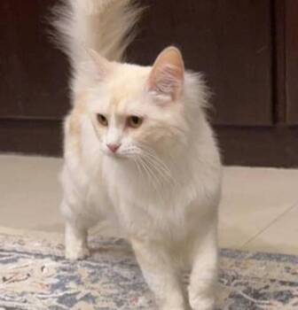 Rescue Turkish Angora Cats for Adoption in Lemont, Illinois - Titi | PetCurious
