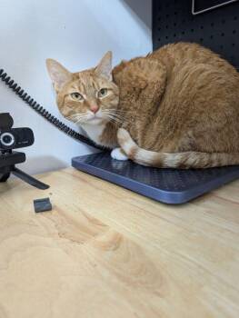 Domestic Short Hair Cats Available for Adoption in Dayton, Minnesota - Oliver Twist | PetCurious