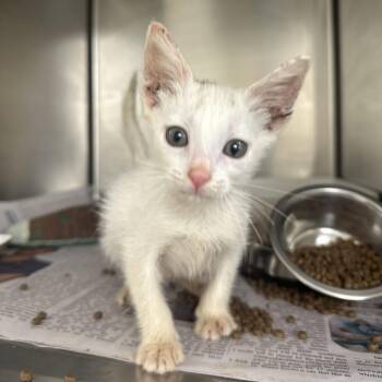 Heaven -  Domestic Short Hair Cat for Adoption in San Antonio, Texas - Heaven | PetCurious