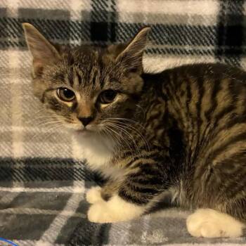 Emu -  Domestic Short Hair Cat for Adoption in Parkersburg, West Virginia - Emu | PetCurious