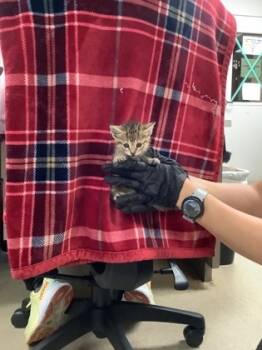 Rescue Domestic Short Hair Cats for Adoption in Fort Worth, Texas - Buttercup 2 | PetCurious