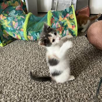 Gumdrop 2304 -  Domestic Short Hair Cat for Adoption in Kansas City, Missouri - Gumdrop 2304 | PetCurious