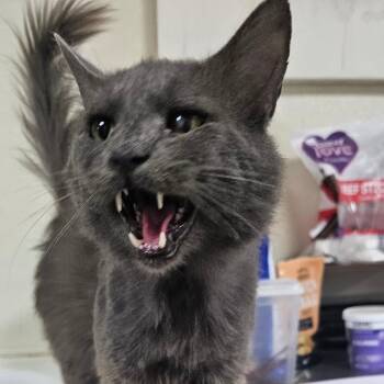 Toby -  Domestic Medium Hair Cat for Adoption in Donalsonville, Georgia - Toby | PetCurious