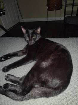 Rescue Bombay Cats for Adoption in Liverpool, Texas - Salem | PetCurious