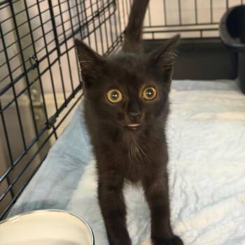 Tabitha -  Domestic Short Hair Cat for Adoption in Hernando, Mississippi - Tabitha | PetCurious