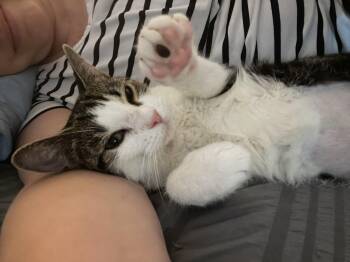 Juno -  American Shorthair Cat for Adoption in New York, New York - Juno | PetCurious