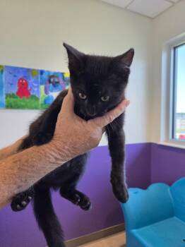 Domestic Short Hair Cats Available for Adoption in Bossier City, Louisiana - Draco | PetCurious