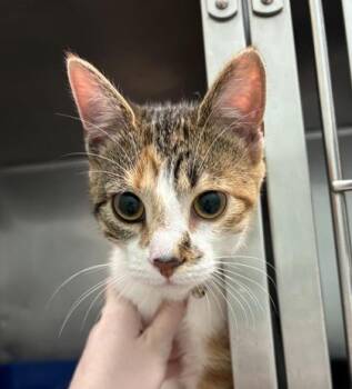 Pickle Chip -  Domestic Short Hair Cat for Adoption in Fishers, Indiana - Pickle Chip | PetCurious
