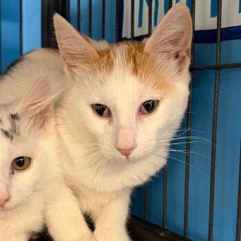 Kit -  Domestic Short Hair Cat for Adoption in Cheyenne, Wyoming - Kit | PetCurious