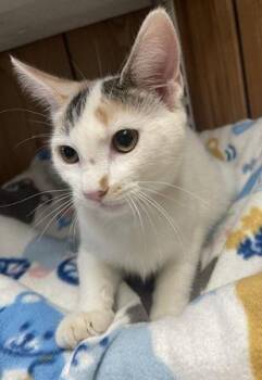 Kitten 27959(Mars) -  Calico Cat for Adoption in Parlier, California - Kitten 27959(Mars) | PetCurious