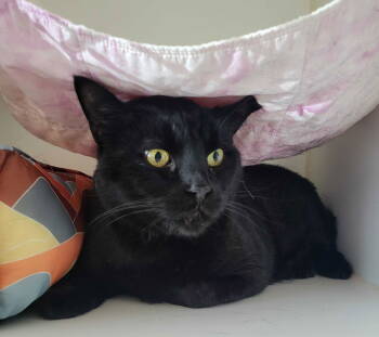 Rescue Domestic Short Hair Cats for Adoption in Oakland, California - Professor Void | PetCurious