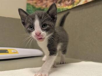 SMOKEY -  Domestic Short Hair Cat for Adoption in Moreno Valley, California - SMOKEY | PetCurious