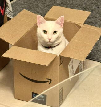 Rescue Domestic Short Hair Cats for Adoption in Irving, Texas - Lilla And Finn | PetCurious