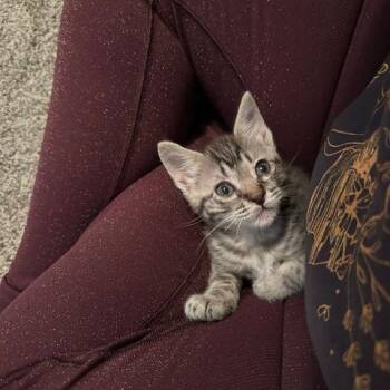 Cabin Boy (Gus Gus) -  Domestic Short Hair Cat for Adoption in San Antonio, Texas - Cabin Boy (Gus Gus) | PetCurious