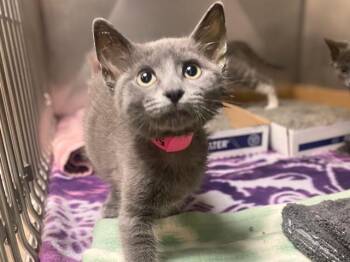 MARIN -  Domestic Short Hair Cat for Adoption in Fort Wayne, Indiana - MARIN | PetCurious