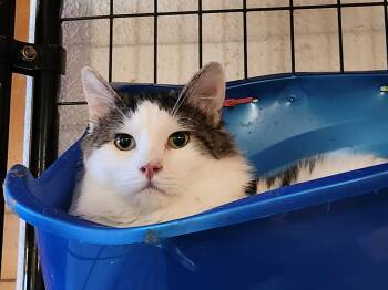 Rescue Domestic Long Hair Cats for Adoption in Tillamook, Oregon - Mercutio | PetCurious