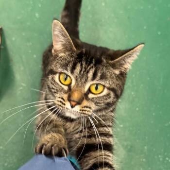 Bobby -  Domestic Short Hair Cat for Adoption in Pekin, Illinois - Bobby | PetCurious