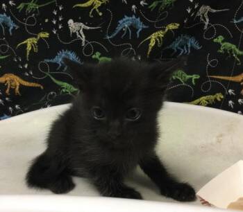 BOOGIE -  Domestic Short Hair Cat for Adoption in Riverside, California - BOOGIE | PetCurious